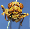 CollectionObject 1516934; 286cd16d-1263-493f-89f3-f5fb86f6a2f7: female, frontal view (holotype of Mortoniellus chopardi). (CollectionObject).