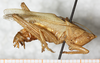 CollectionObject 1531606; NMW 6991, cb984fdc-8eca-4f25-8b5a-d85c179f72a1: male, lateral view (holotype). (CollectionObject).