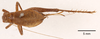 female, dorsal view (syntype of Hapithus quadratus). Depicts CollectionObject 1597726; 8c7b832f-ee2e-4712-849b-ddfe80ebcdec, a CollectionObject.