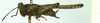 CollectionObject 1572894; 49ee8da5-af80-43e0-9aa3-a6096250dd41: female, lateral view (paralectotype). (CollectionObject).