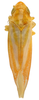 Habitus, dorsal view on Erythridula falcata (Beamer, 1930): Habitus (INHS collection). (Observation).