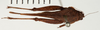 CollectionObject 1529628; 1ed76033-5faf-46eb-bb3c-a6544ae6213a: female, dorsal view (paratype). (CollectionObject).