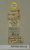 Hemelytroblatta cypria Chopard, 1929: Copyright Natural History Museum, London. Labels from paratype (adult male) in BM(NH). (Otu).