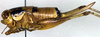 CollectionObject 1502604; d3182ca4-4c59-4902-abd6-3790ff1b5347: female, lateral view (paratype). (CollectionObject).