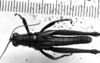 CollectionObject 1506192; 800f0ec6-ab4e-4623-861a-4e9c69c5874d: Image Carbonell, C.S. male, dorsal view (holotype). (CollectionObject).
