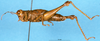 CollectionObject 1566733; ec9fee22-6bf2-4ee7-850a-908d4e0f68ce: female, lateral view (syntype). (CollectionObject).