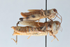 CollectionObject 2800441; CNCI 983675, ecf7460f-9884-409b-bff7-99716a8337d2: Aulocara femoratum. Lateral view. (CollectionObject).
