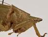 CollectionObject 1534486; c502f5fa-f03e-441e-9138-6497a997861a: female pronotum lateral (syntype of Conocephalus nigropunctatus). (CollectionObject).