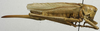 CollectionObject 1535194; 8f577c3e-278b-4bef-96a1-910652fc6339: female, lateral view (lectotype of Tettigonia lozanoi). (CollectionObject).