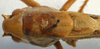 CollectionObject 1517229; c650b075-baf8-4f26-bf2d-03e5f049cabe: male, dorsal view (holotype). (CollectionObject).