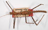 CollectionObject 1558620; 004f81cf-8f5b-48fe-ba2e-596cce0b9a6d: copyright ZMB, Berlin. male (paralectotype). (CollectionObject).;CollectionObject 1558621; 457bf35d-10cc-44dd-a7df-44b20b9cad56: copyright ZMB, Berlin. male (paralectotype). (CollectionObject).;CollectionObject 1558622; 57bd3c81-712d-4b8f-bcf9-b8a17e12b6db: copyright ZMB, Berlin. male (paralectotype). (CollectionObject).