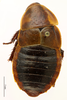 CollectionObject 1587352; MNHN(SF IMPORT DUPLICATE) MNHN-EP-EP3436, 48ddd83d-d2c2-4500-8ce4-d467c2f1ce20: CC BY-NC-ND 4.0/MNHN - Depraetere Marion - 2014. Syntype, sex unknown, of hova Saussure & Zehntner, 1895. Specimen number: MNHN-EP-EP3436. http://coldb.mnhn.fr/catalognumber/mnhn/ep/ep3436. (CollectionObject).