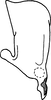 Aedeagus, lateral view on Achaetica anabasidis Emeljanov, 1959: Aedeagus, lateral view (A. nanophyti Vilbaste). (Observation).
