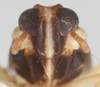 Head on Distantinus fuscipennis (Muir, 1919): (Observation).
