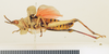 CollectionObject 1518453; e57fc50b-094a-4ab8-9403-5c930fcd856d: male, lateral view (holotype). (CollectionObject).