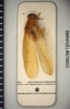 CollectionObject 1552849; 9fd7208e-4f41-4d91-be2f-aa57adc490ec: Copyright Natural History Museum, London. Paratype (adult male) in BM(NH). Dorsal view. (CollectionObject).