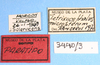 CollectionObject 1513360; 43387847-0019-48d8-8d7f-e12dcf0b1002, MLP3440/3: labels (paratype). (CollectionObject).