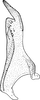 Stylus: !! display not done !! on Allygus mixtus (Fabricius, 1794): Stylus. (Observation).