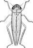 Habitus, dorsal view: !! display not done !! on Cofana spectra (Distant, 1908): Habitus, dorsal view. (Observation).