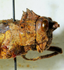 CollectionObject 1498826; 4be36364-ad27-44bb-91c4-cb3cf0840687: 2012. female, head and pronotum, lateral view. (CollectionObject).