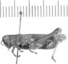 Atrachelacris olivaceus (Bruner, 1911): male, lateral view (holotype?). (Otu).