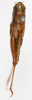 CollectionObject 1477321; 5c5ec4ce-2e29-4083-b47d-6fd573fb80ae: female, dorsal view (syntype). (CollectionObject).