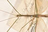 CollectionObject 1561971; a4f16831-97e2-4734-896b-ae13ccbaea01: copyright OUMNH. male: head & thorax, dorsal view of Necroscia meneptolemus (holotype). (CollectionObject).