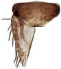 Subgenital plate: Neoaliturus carbonarius, subgenital plate and valve, ventrally (INHS). (Observation).