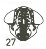 Head on Cumora (Cumora) williamsi (Menezes, 1974): (Observation).