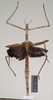CollectionObject 1557417; NHMUK(SF IMPORT DUPLICATE) 844928, f1282a57-261f-496b-a817-e33d82624184: copyright Natural History Museum, London. female of Ischnopoda phillipsi (holotype). (CollectionObject).