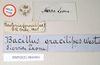 CollectionObject 1557971; 9c057d24-65f4-4e8d-8929-50c02566117d: copyright Natural History Museum, London. male, data labels (holotype). (CollectionObject).