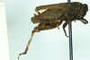CollectionObject 1587005; f7d94ada-e8b8-418d-8b41-42fb6c2fe805, NHMUK010924803: female, lateral view (paratype of Apotettix eurycephalus). (CollectionObject).