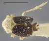 Habitus, dorsal view on Delphacodes seminiger (Stål, 1854): (Observation).