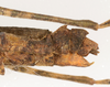 CollectionObject 1560742; e3a9695b-e704-49f9-ae77-9cefc57dddfb: copyright ZMUH, Hamburg. female: end of abdomen, lateral view (holotype). (CollectionObject).