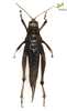 CollectionObject 1861880; 6eff10cb-3457-48cf-96d3-1f39dcab2b08, Unioeste Cascavel K-0562: Female. Ventral view. (CollectionObject).