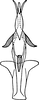 Aedeagus, ventral view on Falcitettix (Falcitettix) guttiger (Kusnezov, 1929): Aedeagus, ventral view (from Anufriev) (F. sibiricus). (Observation).