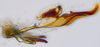Aedeagus, lateral view on Delospilopterus Stiller, 2001 n. sp. UG1: (Observation).