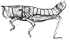 Elysiacris ensicornis Cigliano, 1999: Fig. 182. male, habitus. (Otu).