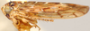 Habitus, lateral view on Alladanus DeLong & Harlan, 1968: Alladanus mexellus, laterally (OSUC). (Observation).