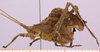 CollectionObject 1479274; e97881ef-aa58-48f7-80a9-84172e442132, cbt003s02: male, lateral view (light brown morph). (CollectionObject).