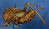 CollectionObject 1600057; 05460622-4a15-432b-b902-e88c96154b25: female, lateral view (syntype). (CollectionObject).