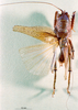 CollectionObject 1534912; BPBM 3224781, 9f46282f-11f1-4049-81d1-434c67751f7c: male, dorsal view. (CollectionObject).