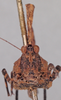 CollectionObject 1523000; a71228cf-16a3-440a-ba4f-f900e7f3707e: female, frontal view (holotype). (CollectionObject).