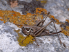 CollectionObject 1574044; cab056a1-a8be-46ab-9fcf-99e66bf2a3a5: female (Macedonia, Galicica Mts). (CollectionObject).