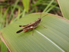 FieldOccurrence 64; f1f7d099-b380-4144-bb8e-3cdfd2ea50f1; Tanzania
Mount Kindoroko N Pare, 2018/11/02: male. (FieldOccurrence).