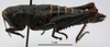 CollectionObject 1521065; fc63e133-8bb6-424d-9032-1636695300bb: Image Cigliano, M.M. female, lateral view (paratype). (CollectionObject).