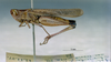 CollectionObject 1520581; 741c8919-24a4-4aac-8da7-9f67d259c943, NHMUK3235049: male, lateral view. (CollectionObject).