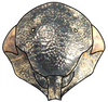 Head: Magnentius clavatus, face (INHS). (Observation).