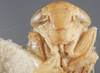 Head on Eutettix (Eutettix) marmoratus Van Duzee, 1892: Head/Face. (Observation).