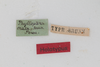 CollectionObject 1505872; d9d71b26-e0a5-4cb7-9801-0a25d4c02232: female, labels (holotype). (CollectionObject).